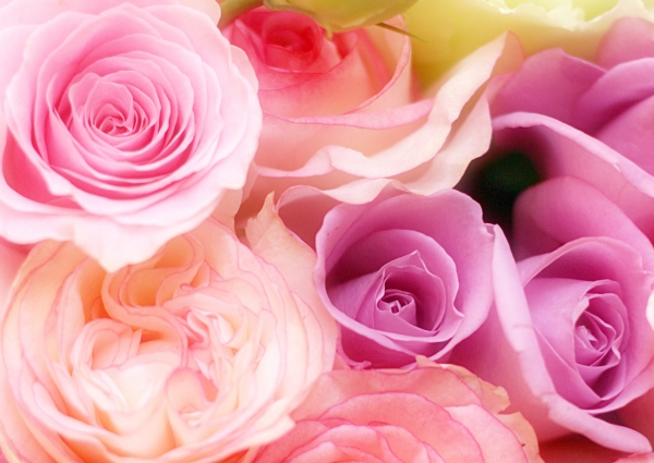 プラセンタサプリ・化粧品を通販にてお届け。