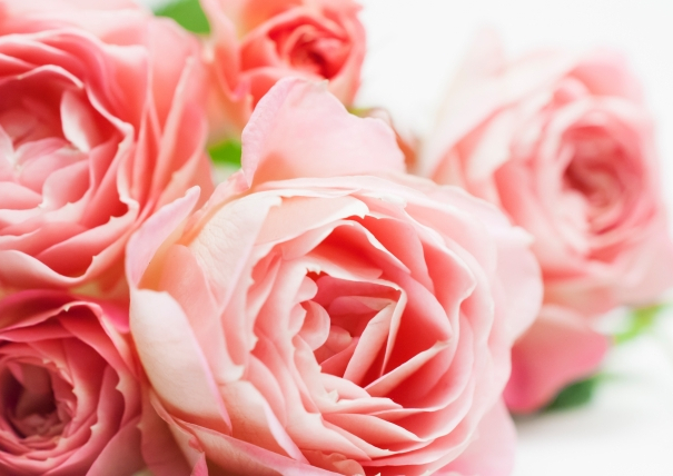 薔薇の化粧品はpeau Claireの通販で 一定金額以上のお買い上げで送料無料 美肌を保つ守りと攻めのスキンケア プラセンタ化粧品なら Peau Claire プラセンタ化粧品 化粧水 サプリの通販 薔薇の化粧品はpeau Claireの通販で 一定金額以上のお買い上げで送料無料 美肌を保つ守りと攻めのスキンケア プラセンタ化粧品なら Peau Claire プラセンタ化粧品 化粧水 サプリの通販