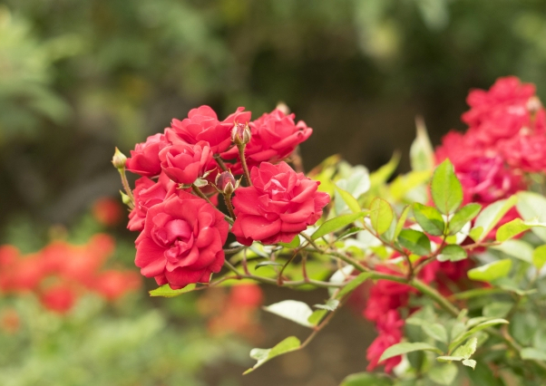 薔薇の歴史～美肌を目指すなら生活に薔薇を取り入れるのがおすすめ～